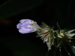 Rungia taiwanensis