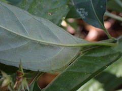 Rungia taiwanensis