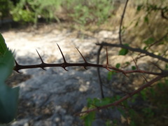 Ziziphus mucronata image