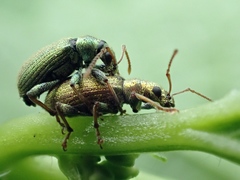Phyllobius argentatus