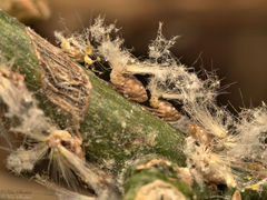 Scolypopa australis