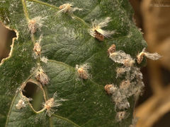 Scolypopa australis