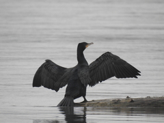 Phalacrocorax carbo