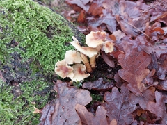 Agaricomycetes