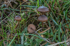 Entoloma hebes