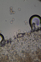 Entoloma hebes