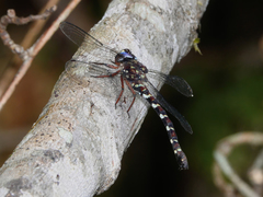 Austroaeschna christine