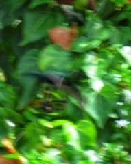 Eulampis holosericeus