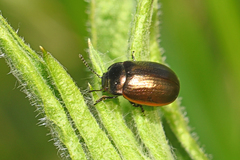 Chrysolina marginata