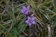 Gentianella germanica