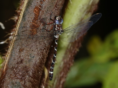 Austroaeschna christine