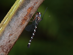 Austroaeschna christine