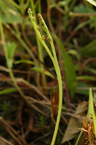 Image of Botrychium paradoxum by (c) Timothy McNitt, some rights reserved (CC BY)