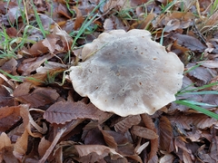 Clitocybe nebularis