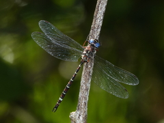 Austroaeschna christine