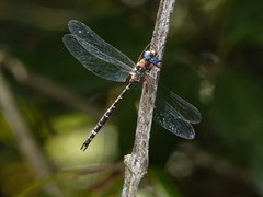 Austroaeschna christine