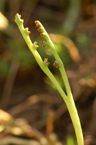 Botrychium paradoxum image