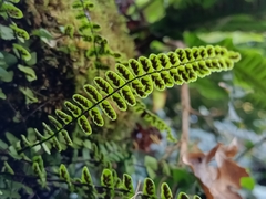 Asplenium trichomanes
