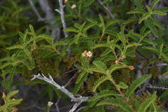 Chamaebatia australis