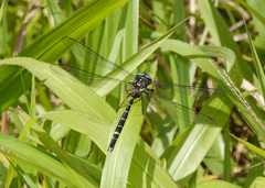 Austroaeschna christine