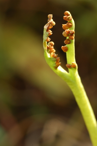 Image of Peculiar Moonwort (Botrychium paradoxum) by (c) Timothy McNitt, some rights reserved (CC BY)