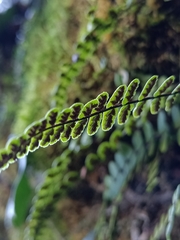 Asplenium trichomanes