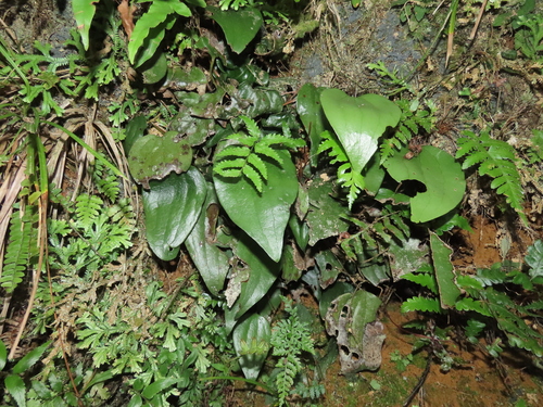 Cheiropleuria integrifolia (Cheiropleuria integrifolia)