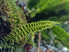 Asplenium trichomanes