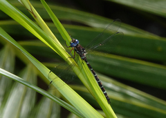 Austroaeschna christine