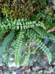 Asplenium trichomanes