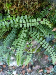 Asplenium trichomanes