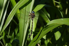 Austroaeschna christine