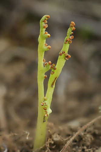 Peculiar moonwort (Botrychium paradoxum)