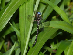 Austroaeschna christine