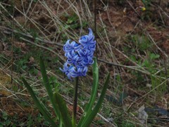 Hyacinthus orientalis