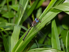 Austroaeschna christine