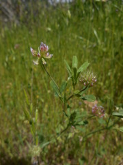 Trifolium bifidum