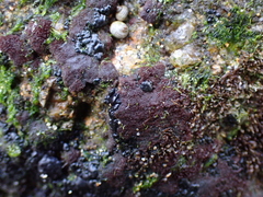 Rhodochorton purpureum