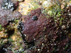 Rhodochorton purpureum