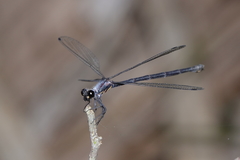 Austroargiolestes elke