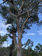 Eucalyptus hallii