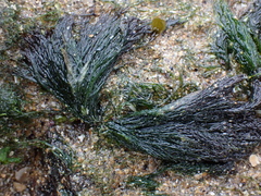 Cladophora rupestris
