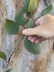 Eucalyptus hallii