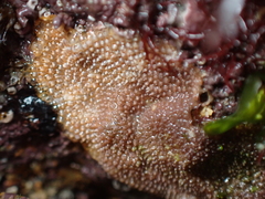 Schizoporella unicornis