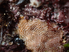 Schizoporella unicornis