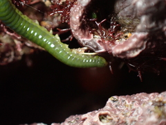 Eulalia clavigera