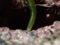 Eulalia clavigera