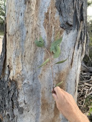 Eucalyptus hallii