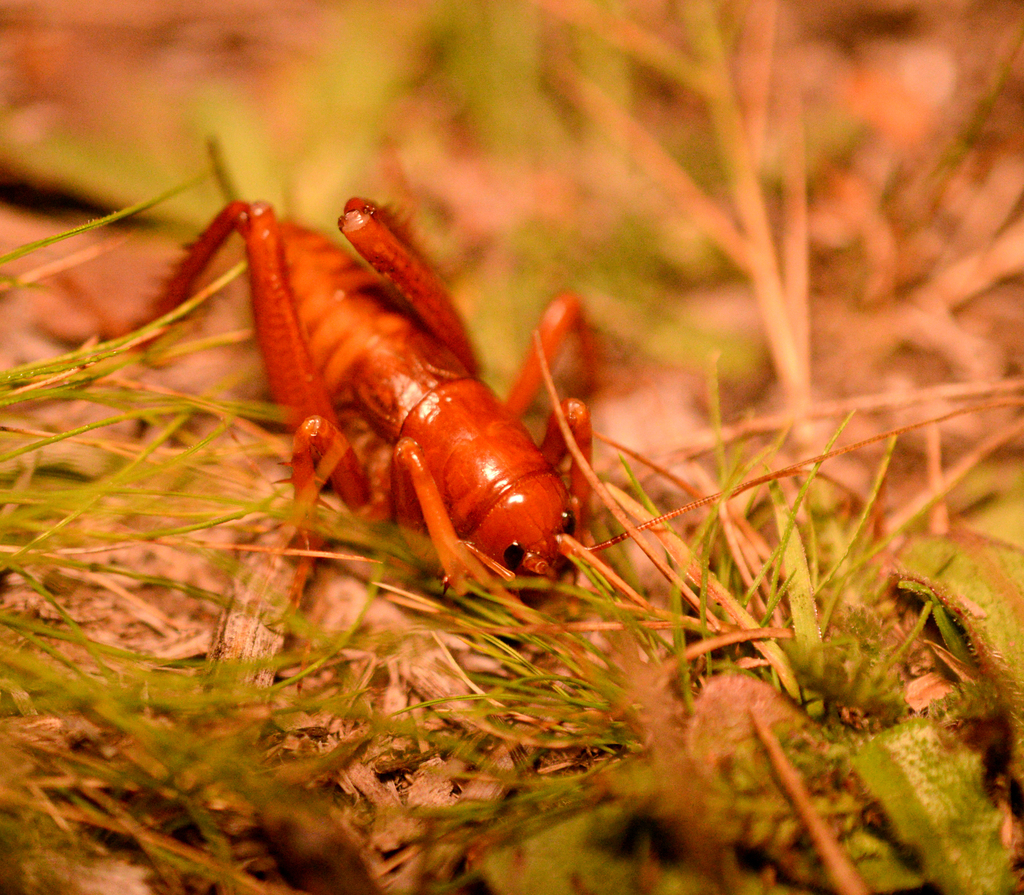 Grillo rojo