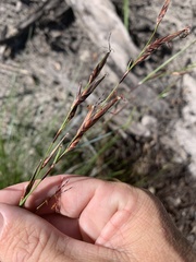 Schoenus calostachyus